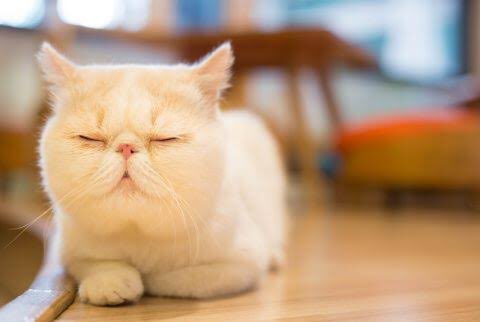 ナガハタ 最近嫌なことや 辛いことがあった時 猫の画像を検索して 癒されてます この前見つけた エキゾチックショートヘア という種類の猫にハマってしまった 画像検索が止まらない このブスかわ加減がたまらん 猫 猫好きさんと繋がり