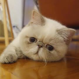 ナガハタ 最近嫌なことや 辛いことがあった時 猫の画像を検索して 癒されてます この前見つけた エキゾチックショートヘア という種類の猫にハマってしまった 画像検索が止まらない このブスかわ加減がたまらん 猫 猫好きさんと繋がり