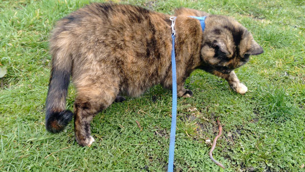 TeamCatMojo's tweet photo. Look Mum, I caught a snake!! 🐍🙀 Holly x #cats #catsoftwitter #tortiecats #wormsnake https://t.co/t9BVkKv2nU