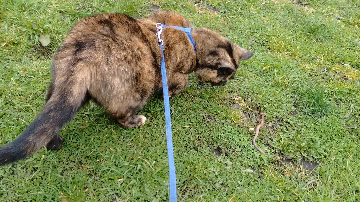 TeamCatMojo's tweet photo. Look Mum, I caught a snake!! 🐍🙀 Holly x #cats #catsoftwitter #tortiecats #wormsnake https://t.co/t9BVkKv2nU