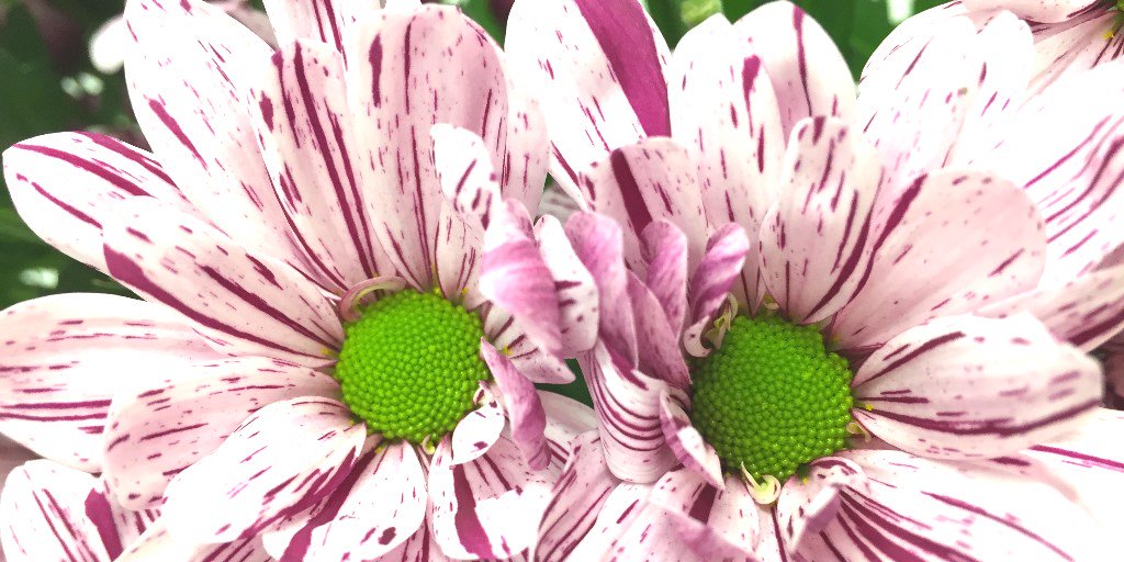 Deliflor Chrysanten tweet media