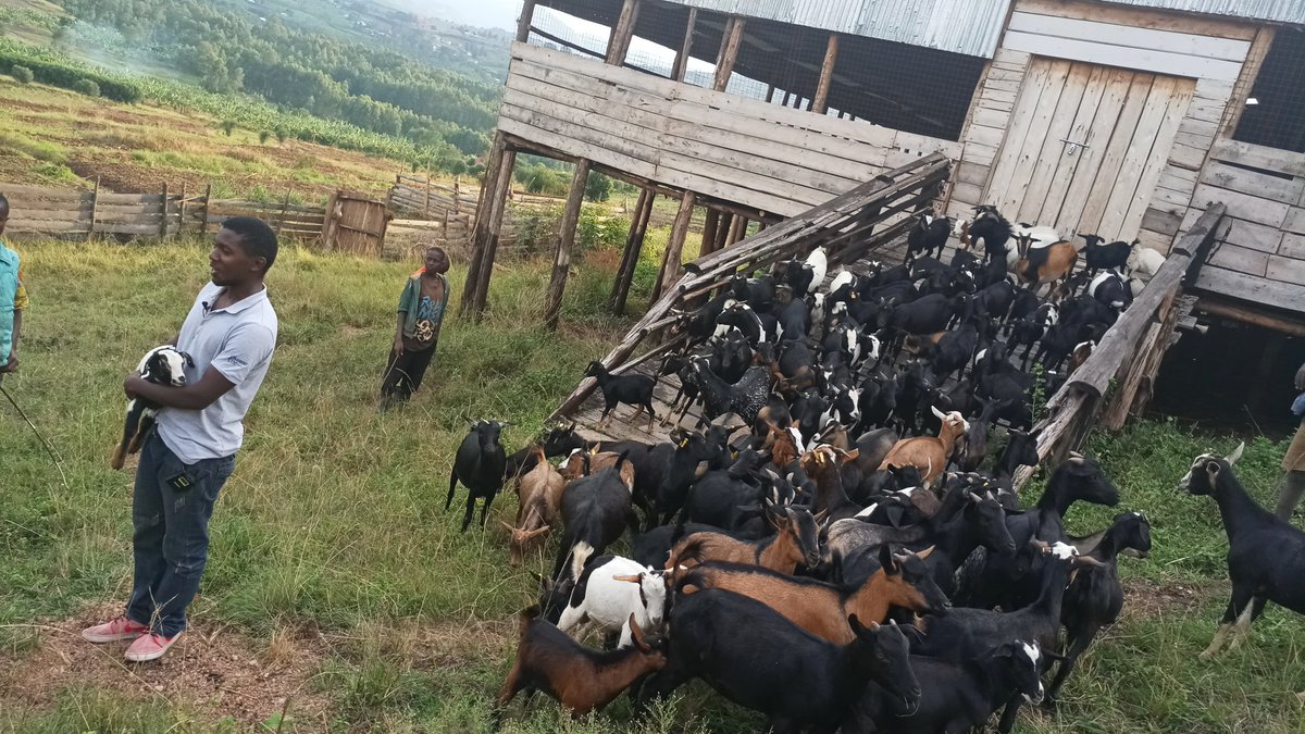 Elvin got a training from Rukiga SACCO "farming as a business" supported by <a href="/Agriterra/">Agriterra</a> he has over 150 goats in 2years after benefiting from  youth loan provided by Rukiga SACCO and started with a loan of UGX 600,000 and bought 5 goats.
@AgriterraUG