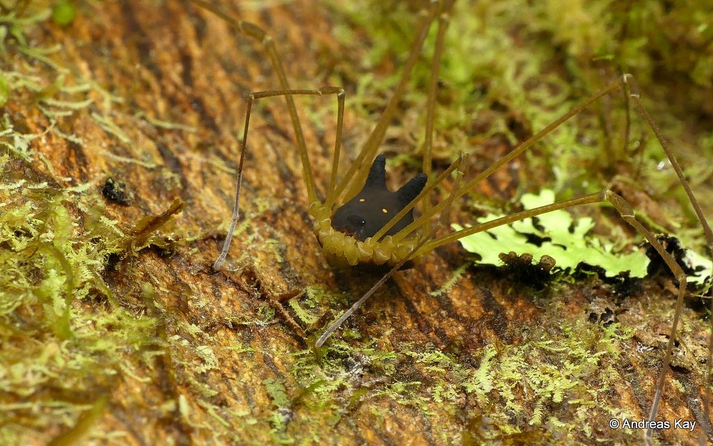 patrick_baud's tweet photo. Cette tête de chien noir posée sur un corps d'arachnide n'est pas le fruit d'une experience génétique tordue. Il s'agit de Metagryne bicolumnata, une espèce d'opilion qui vit dans les forêts de l'Equateur. (Photos Andreas Kay) https://t.co/MhlInLcTCP