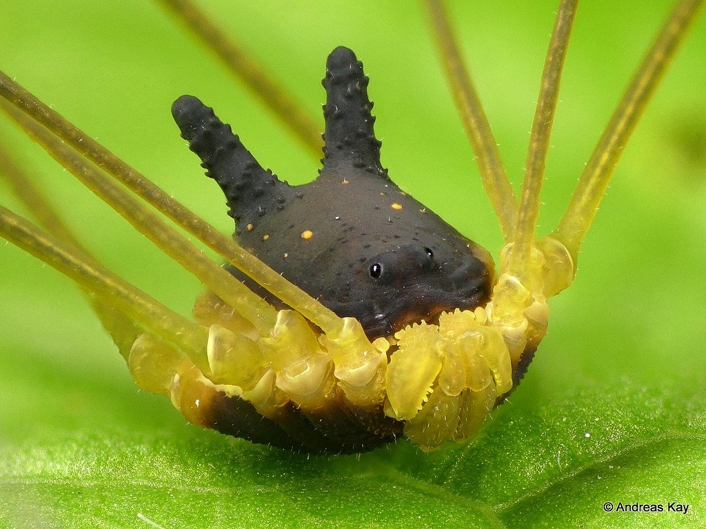 patrick_baud's tweet photo. Cette tête de chien noir posée sur un corps d'arachnide n'est pas le fruit d'une experience génétique tordue. Il s'agit de Metagryne bicolumnata, une espèce d'opilion qui vit dans les forêts de l'Equateur. (Photos Andreas Kay) https://t.co/MhlInLcTCP