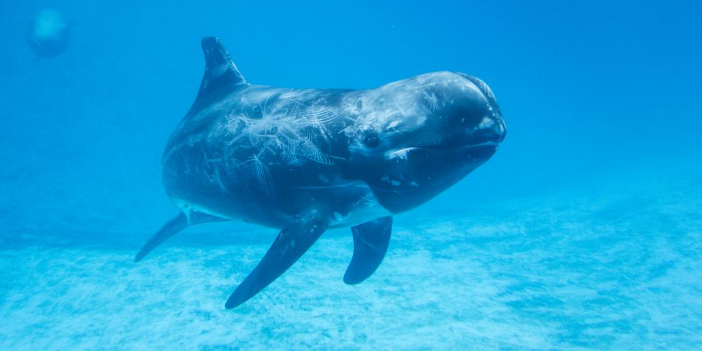 binituk's tweet photo. The almost daily stories of creatures being found with huge quantities of plastic in their stomachs evidence a harsh reality that warrants the growing global action.  @UniofExeter we are looking forward to hearing more about your Plastics Research Hub!
https://t.co/KQAJpXNkag https://t.co/1kvdRV37Ro