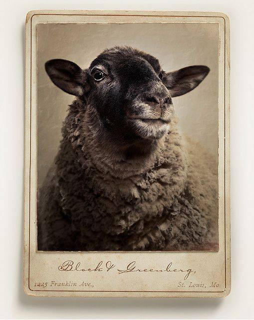 jatustein's tweet photo. #SheepPortrait #vintagephoto #1890s https://t.co/2lf3pjaQ30