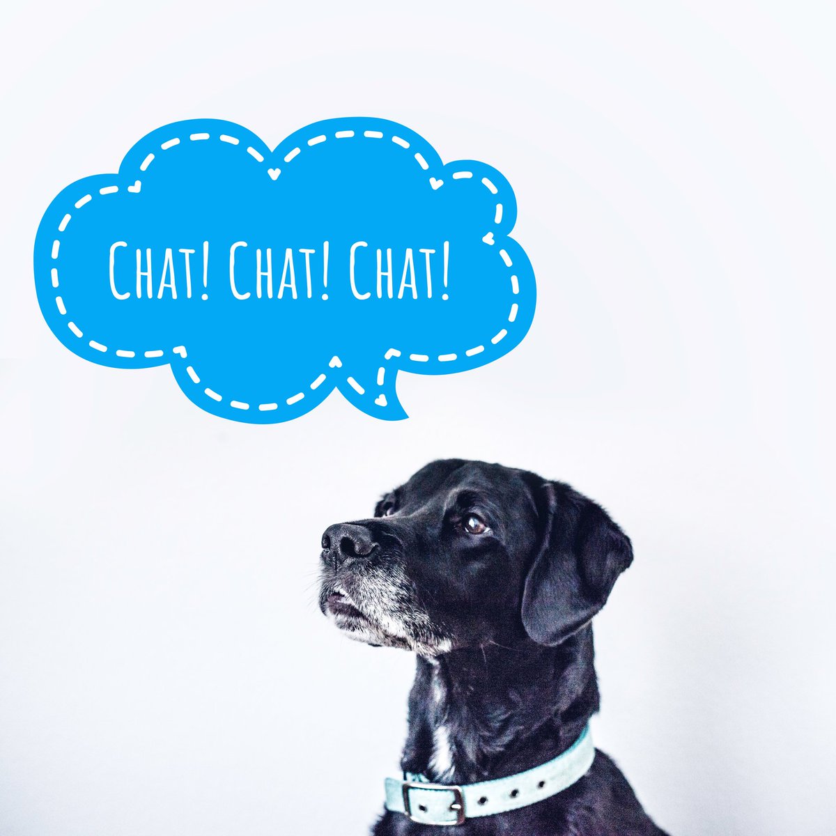 PetPond's tweet photo. Chat is rolling out this week! Yay! #doggydaycare #kennelsoftware #dogbusiness #doghotel #petsitter #petsoftware #chat #CRM #bookingsystem https://t.co/PSvFugpGZc