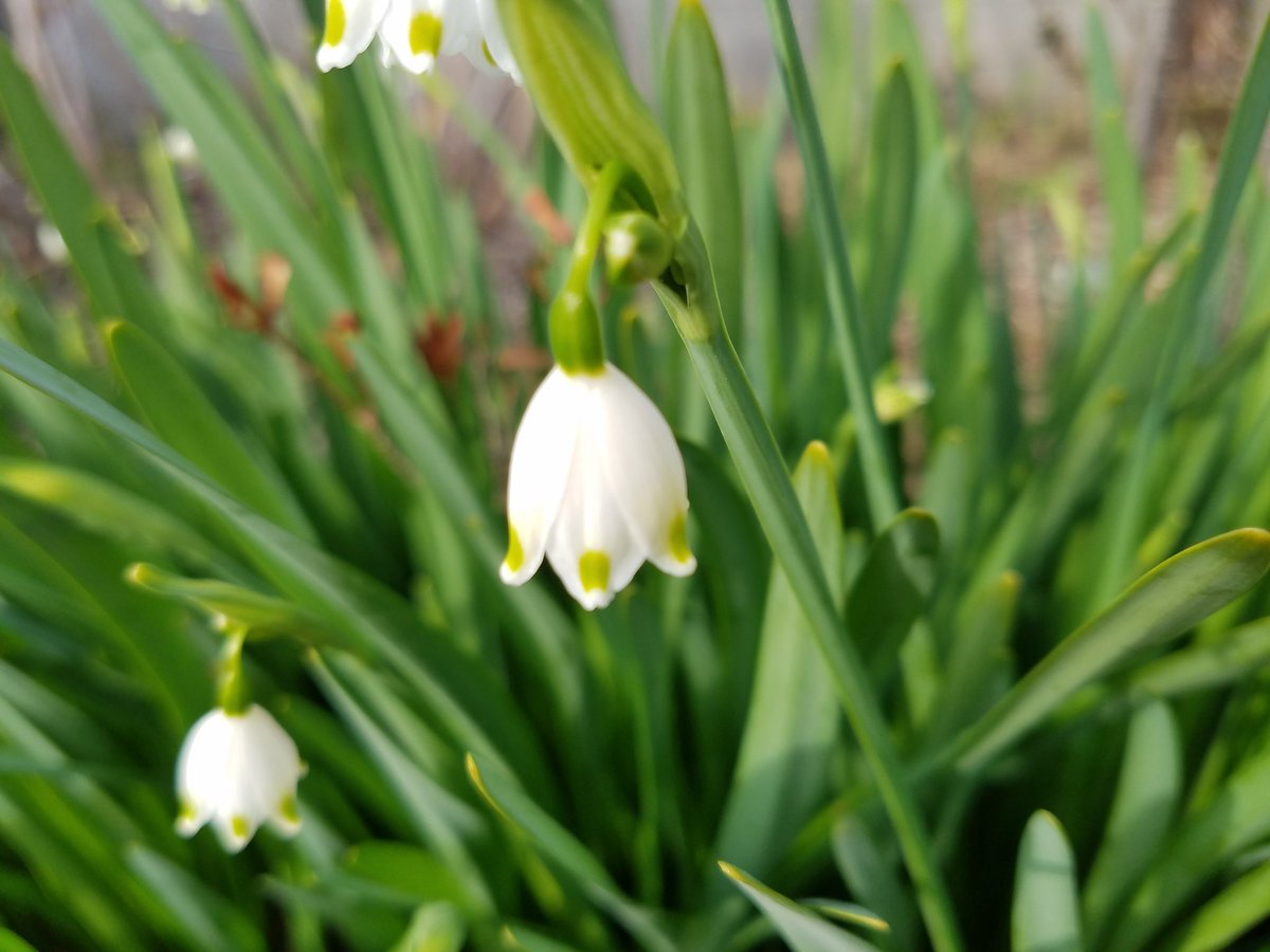 画像 3 月 19 日 誕生 花