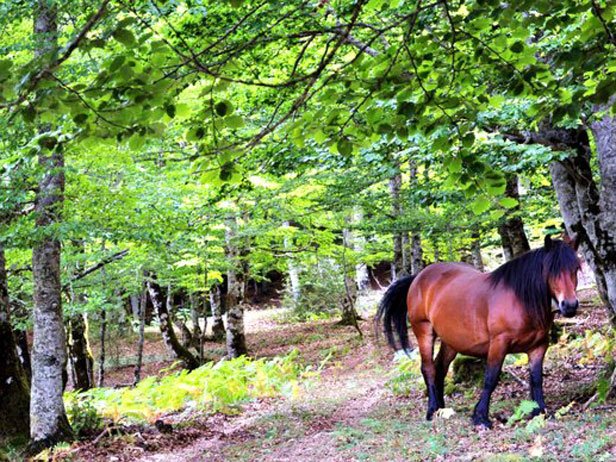 tierrasDiranzu's tweet photo. Bellísimo sendero en Lezaun, excelentes paisajes de la Sierra de Urbasa y Andía. Ruta circular de 9 km con un desnivel de 514 m. Precioso pueblo de montaña para visitar, casa rural Erbioz, Hostal restaurante Ibesi, Granja Escuela y Quesería Idiazabal Aldaia. https://t.co/q3DqpvYcfB