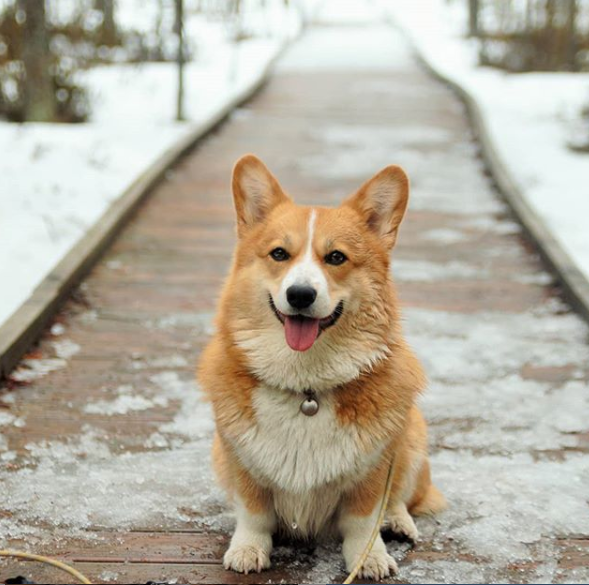 corgilover990 tweet picture
