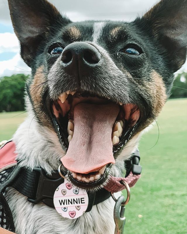 stylepaws's tweet photo. My little Winnieburger. 🍔 https://t.co/T9uWxSk1Vh https://t.co/y6XF9ejuxf