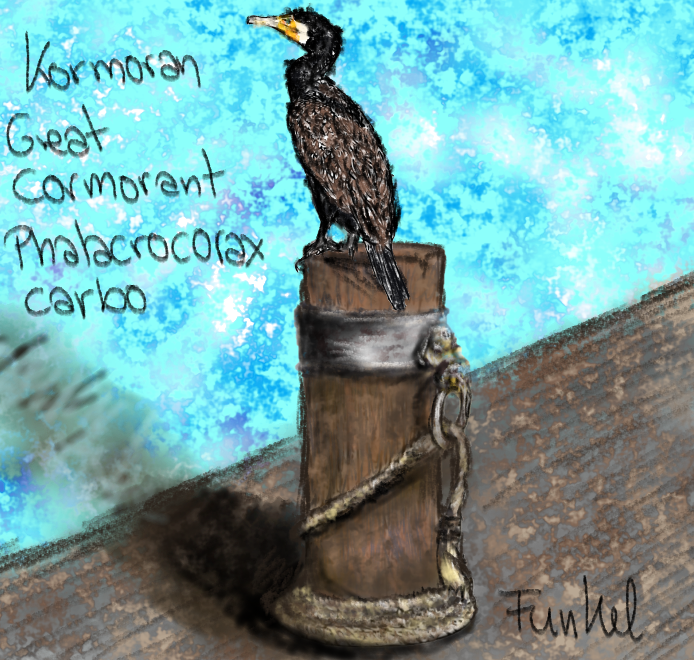 funkeltraenchen's tweet image. #AnimalMarch #Kormoran #GreatCormorant #PhalacrocoraxCarbo