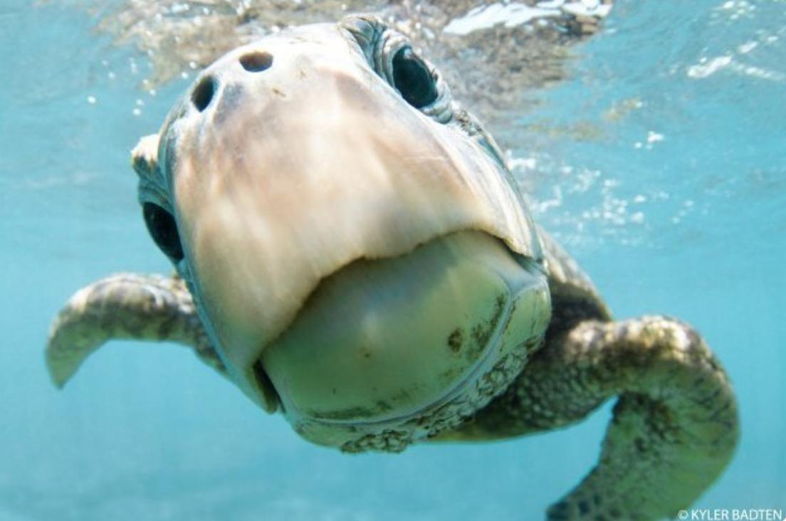Did someone say #TurtleTuesday?? 🐢