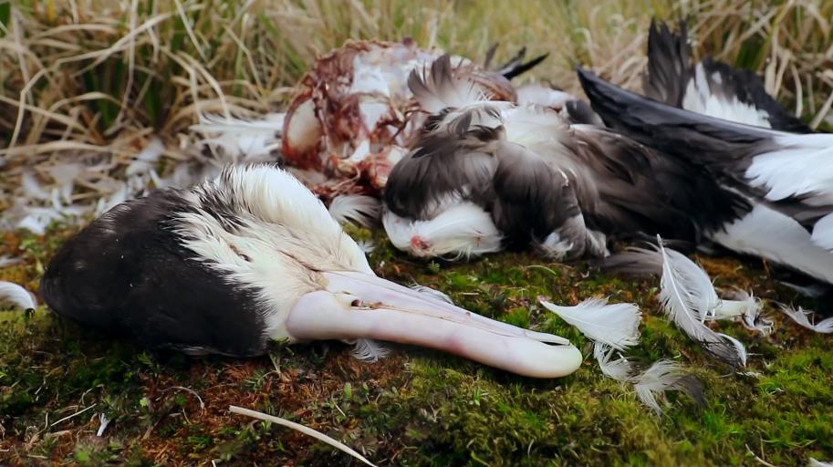 la2_tve's tweet photo. Esta es la realidad derivada de nuestros actos🌎:
😥Albatros que alimentan a sus polluelos con desechos de plástico, causándoles graves daños
😥Delfines que exponen a sus pequeñas crías a contaminantes porque su leche está intoxicada

Lo abordamos en el #PlanetaAzul2 de hoy (22h) https://t.co/G3EYitBDH1