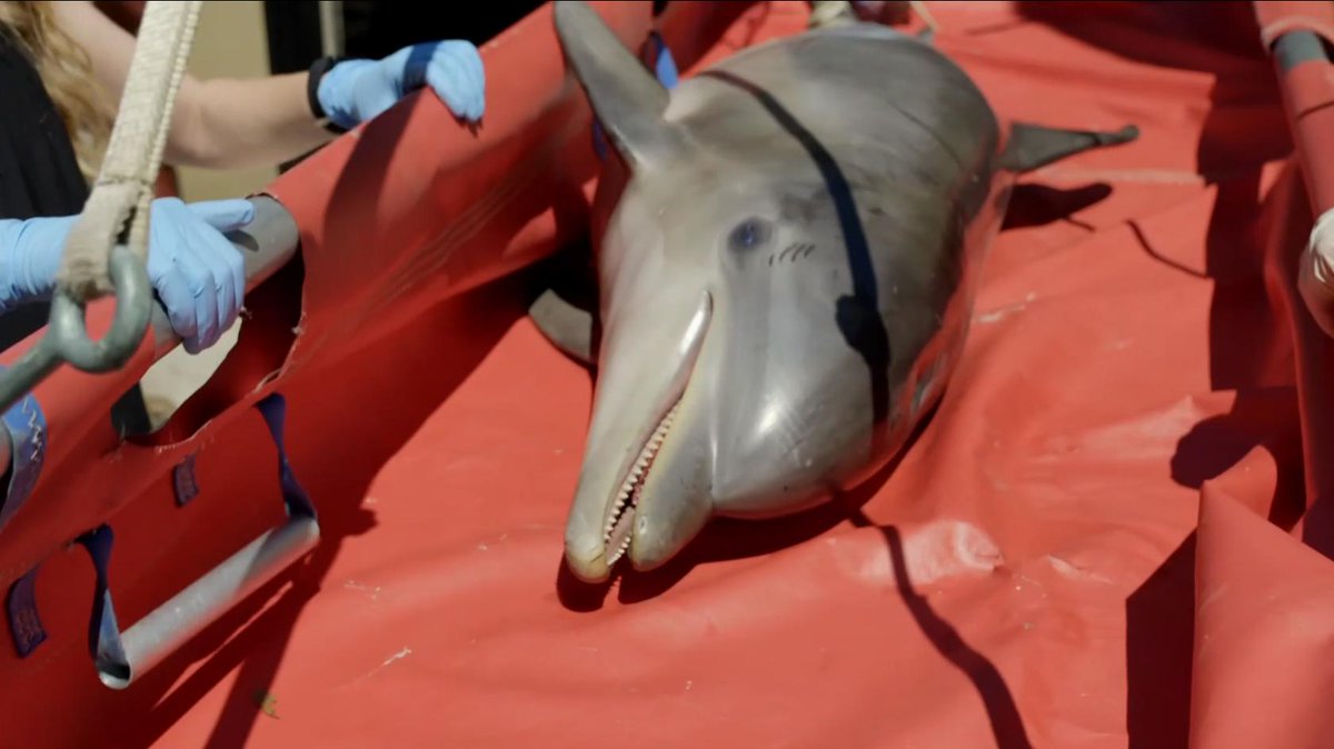 la2_tve's tweet photo. Esta es la realidad derivada de nuestros actos🌎:
😥Albatros que alimentan a sus polluelos con desechos de plástico, causándoles graves daños
😥Delfines que exponen a sus pequeñas crías a contaminantes porque su leche está intoxicada

Lo abordamos en el #PlanetaAzul2 de hoy (22h) https://t.co/G3EYitBDH1