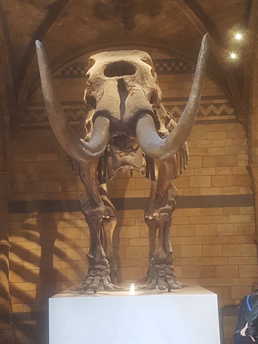 GaynorLyon's tweet photo. @BirkwoodPrimary Seth's day @NatHisMus yesterday, so much to see we are planning another trip
#dinosaurcasts #fossilfinders https://t.co/b5nPQgD0uv