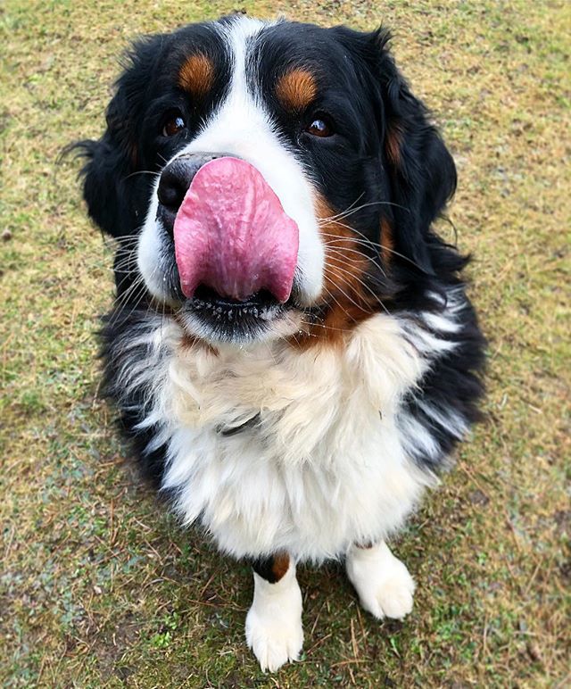 narabernese's tweet photo. It’s the tongue day! 
Happy #tot everpawdie 😋😛😝😜🤪👅
.
.
#t👅t #totuesday #totuesdayfeatures #happytot #tonguesout #tonguesouttuesday #tongueouttuesday #dogtongue #tongueouttuesday👅 #tonguetuesday #bernersennenhund #bernesemountaindoglovers #bernerl… https://t.co/WJhvxp064B https://t.co/CR4feLYmNb