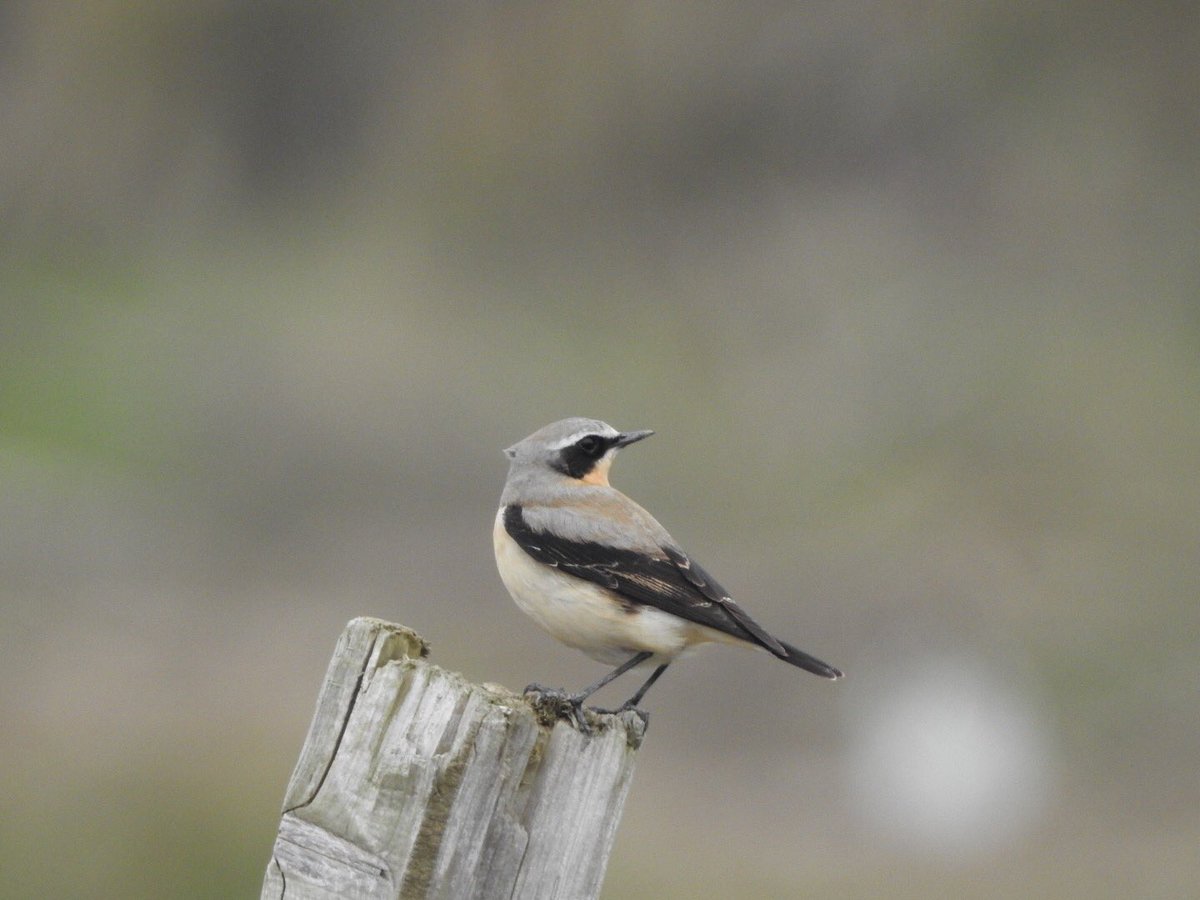 GlosterBirder's tweet photo. Cracking male Wheatear along the rocks to the right of Hock Ditch at midday. #NowItsSpring @UKGords ๐ #GlosBirds https://t.co/brH1IICkKY