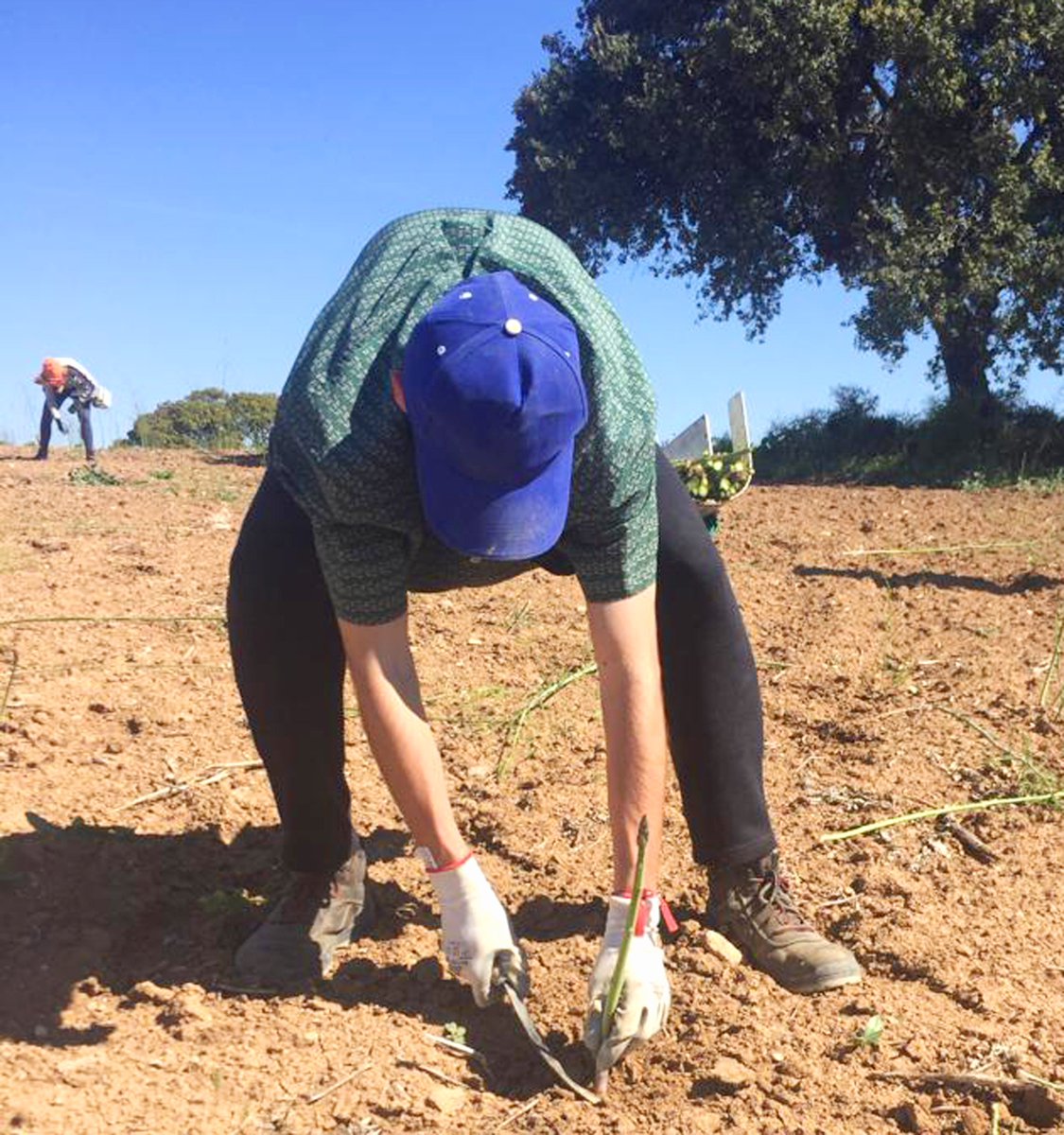 AytodeOsuna's tweet photo. Arranca una nueva campaña de recogida de espárragos ecológicos en la finca "Las Turquillas" de Osuna, que se augura que será muy buena https://t.co/UvI7q6KQuu https://t.co/qFWFbA01y2