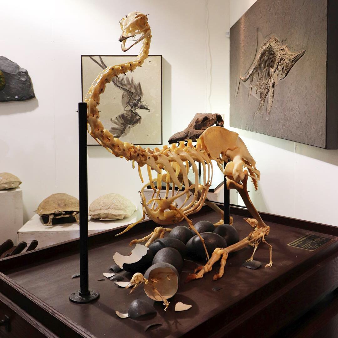 ツーソン・ミネラルショーその15。 #エミュー の骨格。 足元の躍動感