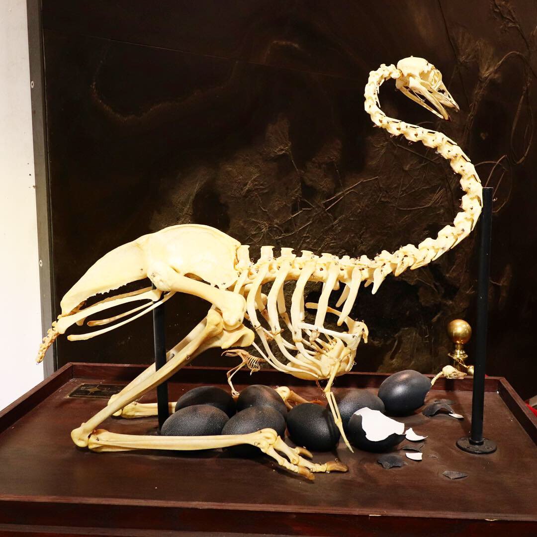 高品質！ エミュ　頭骨 アルディピテクス・ラミドゥスの頭蓋骨レプリカ、ポリエステル樹脂製