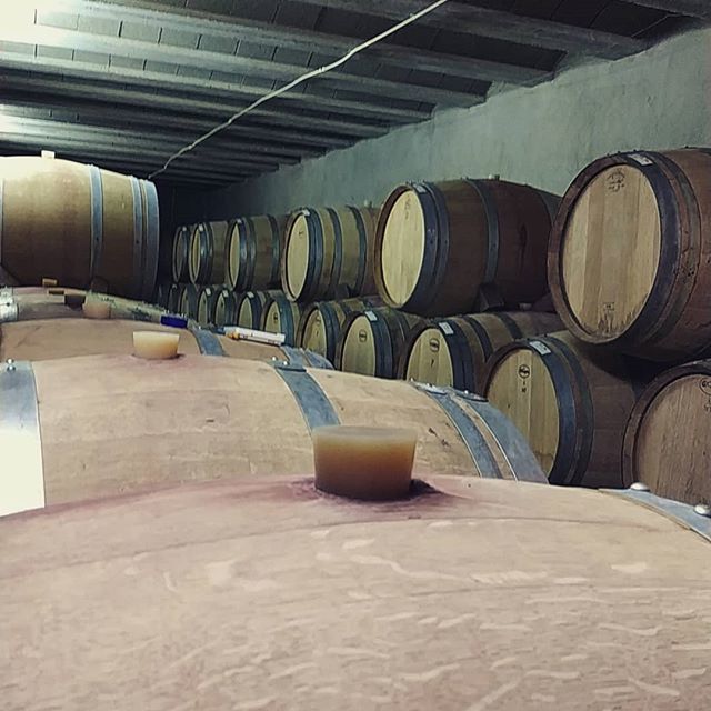 cellersabate's tweet photo. El descanso de la #garnacha... El descans de la #garnatxa de #vinyesvelles . #priorat #lavilellabaixa https://t.co/CVbtIQ4nMu