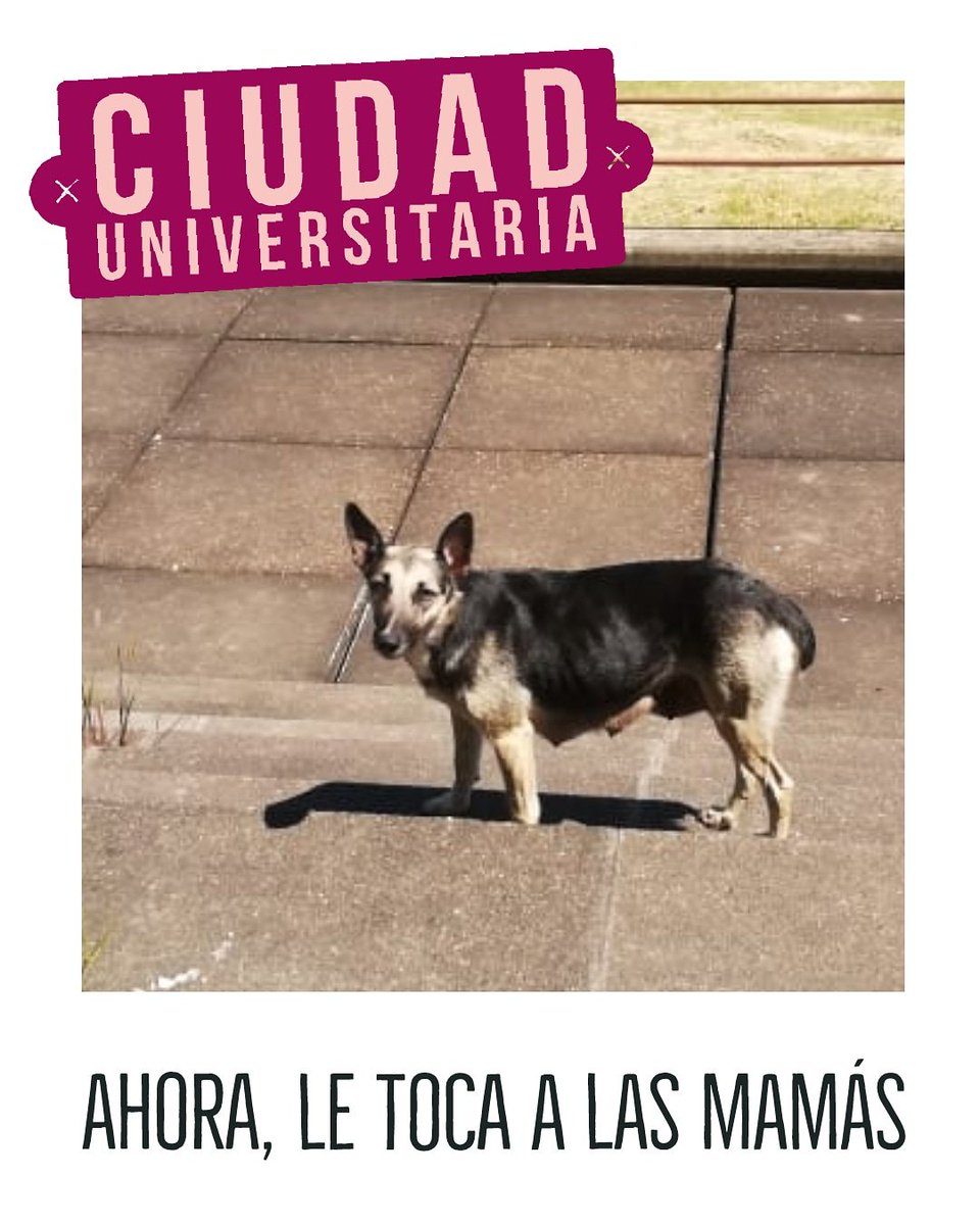 somospatitas's tweet photo. [DIFUNDIR ⚠, NECESITAMOS ALGUIEN CON EXPERIENCIA SÓLO PARA AGARRARLAS]

Zona CABA - Argentina

Hola a todos, les escribimos porque necesitamos de la difusión de TODOS para poder llegar a personas con más experiencia que nosotras. https://t.co/KnMcOTdS8f