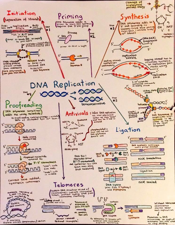 AfrahBawazeer's tweet image. These flowcharts were drawn for Biochem at the University of Western Ontario but should be useful for any student taking introductory biology! Topics covered include transcription, translation,experimental techniques in biochemistry,and cancer biology. Happy studying!عجبتني 😊
1️⃣