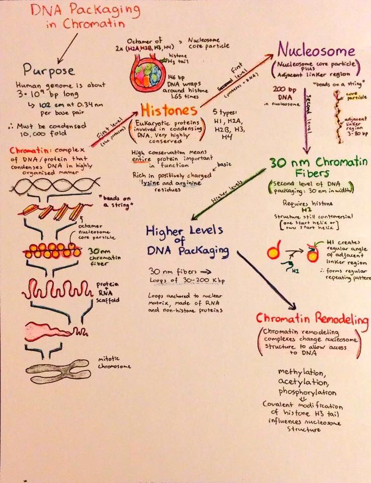 AfrahBawazeer's tweet image. These flowcharts were drawn for Biochem at the University of Western Ontario but should be useful for any student taking introductory biology! Topics covered include transcription, translation,experimental techniques in biochemistry,and cancer biology. Happy studying!عجبتني 😊
1️⃣