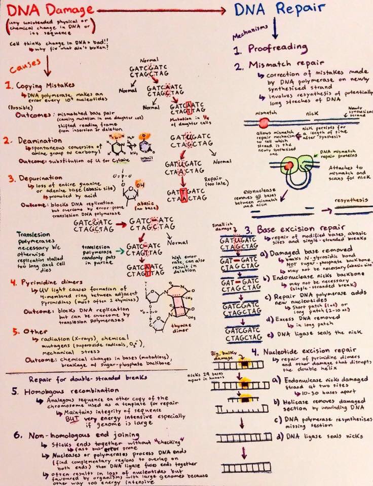 AfrahBawazeer's tweet image. These flowcharts were drawn for Biochem at the University of Western Ontario but should be useful for any student taking introductory biology! Topics covered include transcription, translation,experimental techniques in biochemistry,and cancer biology. Happy studying!عجبتني 😊
1️⃣