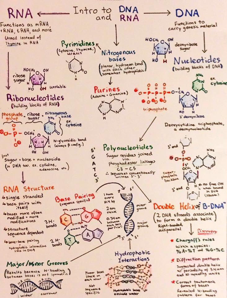 AfrahBawazeer's tweet image. These flowcharts were drawn for Biochem at the University of Western Ontario but should be useful for any student taking introductory biology! Topics covered include transcription, translation,experimental techniques in biochemistry,and cancer biology. Happy studying!عجبتني 😊
1️⃣