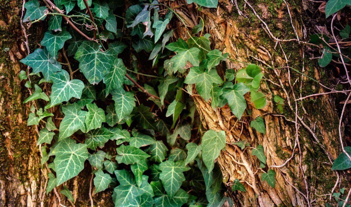 Check out this article busting some common gardening myths!

buff.ly/2HrMuDp