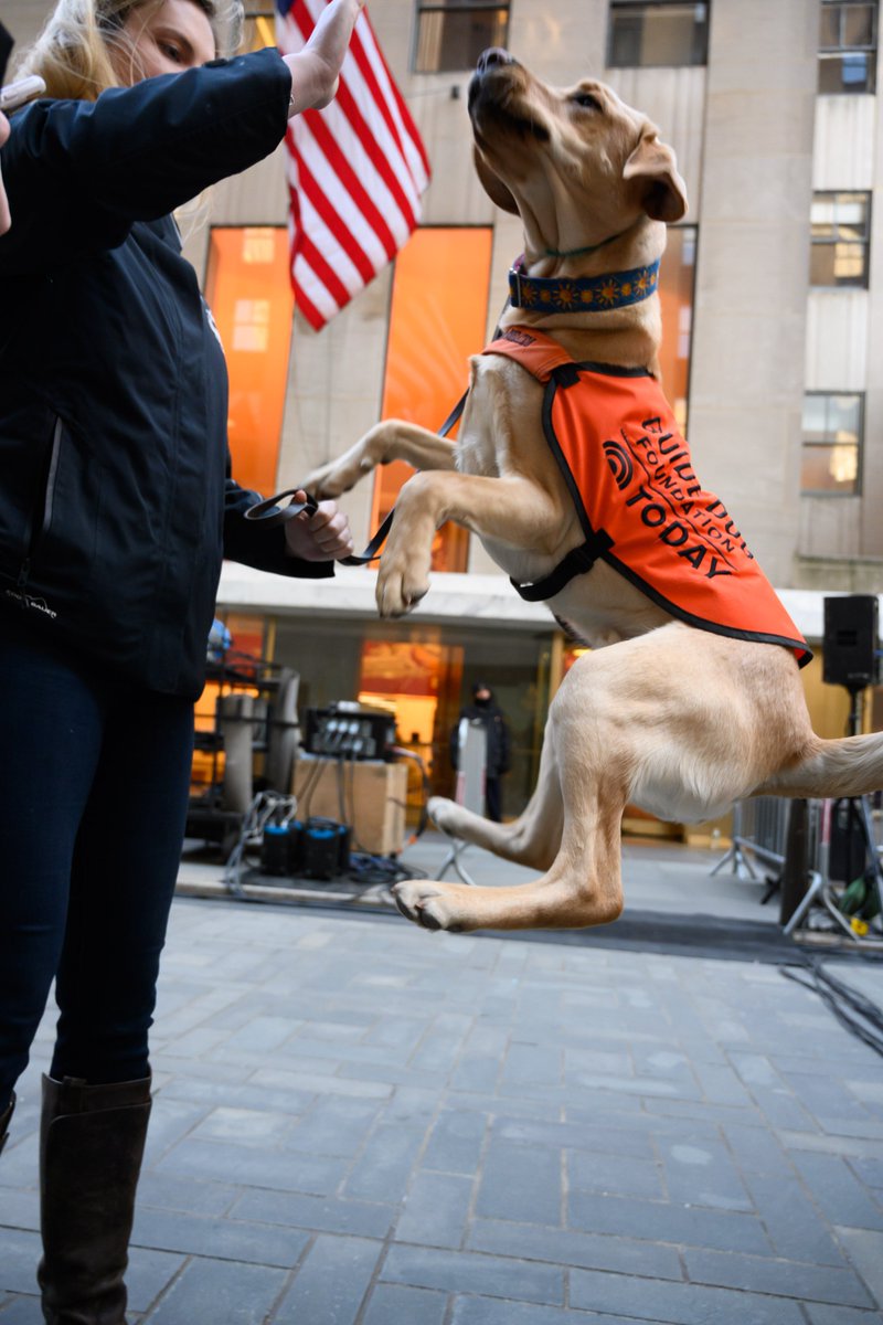 Jumping for joy because tomorrow is the first day of spring! #TODAYPuppy