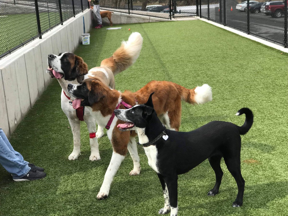 Training games can be a fun way to burn off that extra energy.  What kind of games do you play with your fur baby?

#doggiedaycare #tcpetcarecenter #playtime #doglodging #doggieplaytime #petgrooming #onestoppetcare