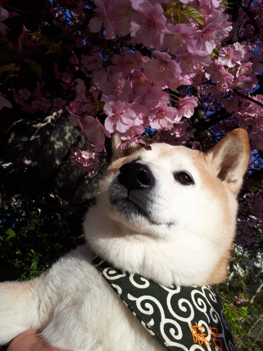 nenemaroron's tweet photo. うちの近くの桜🌸
少し前に満開だったので早速写真撮影!!!
やっぱり麻呂ちゃん可愛いー
福助もきまってます✨
出雲は油断するとすぐ食べる…(^^;; https://t.co/3iL2RZq7MT