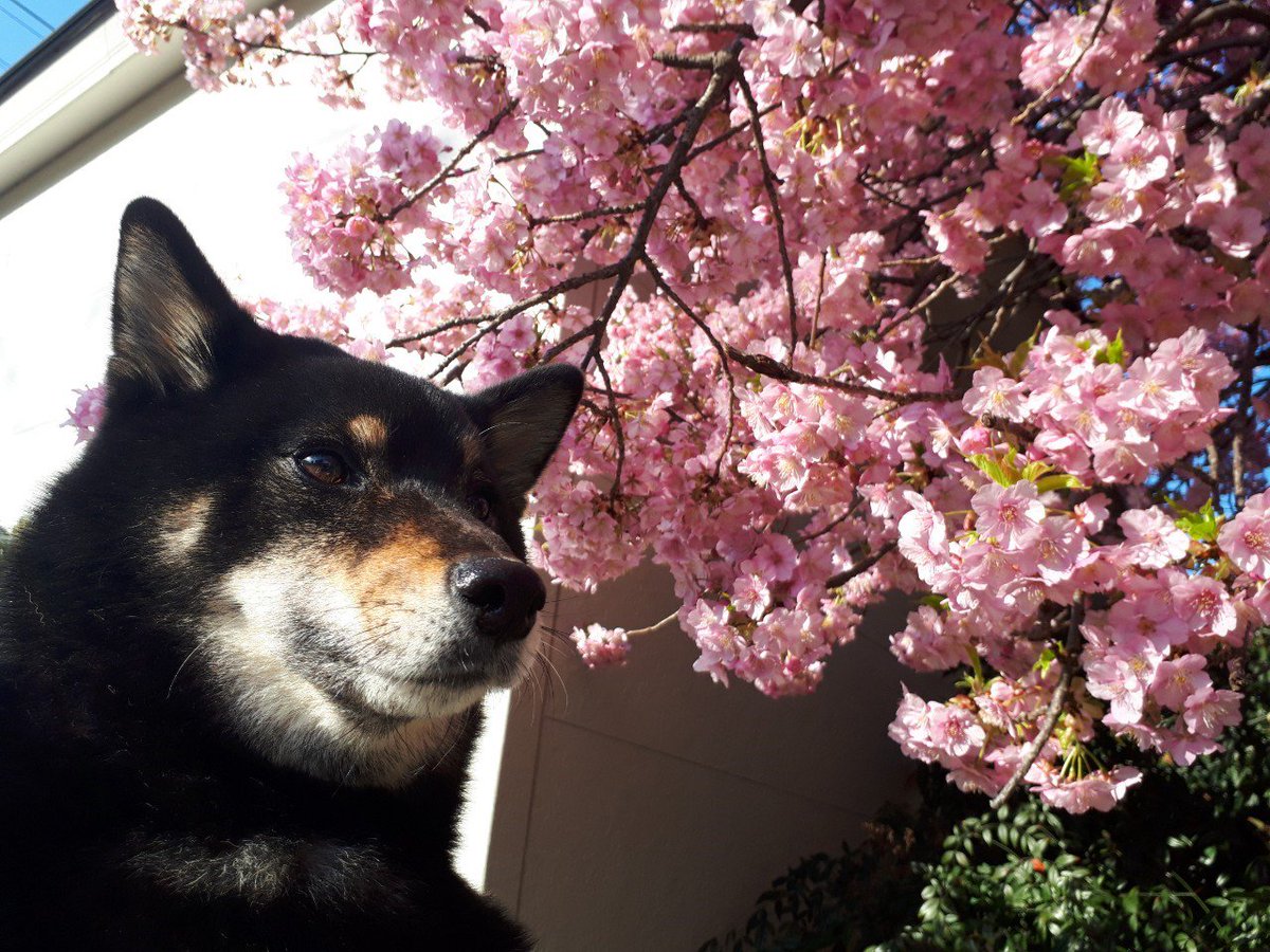 nenemaroron's tweet photo. うちの近くの桜🌸
少し前に満開だったので早速写真撮影!!!
やっぱり麻呂ちゃん可愛いー
福助もきまってます✨
出雲は油断するとすぐ食べる…(^^;; https://t.co/3iL2RZq7MT