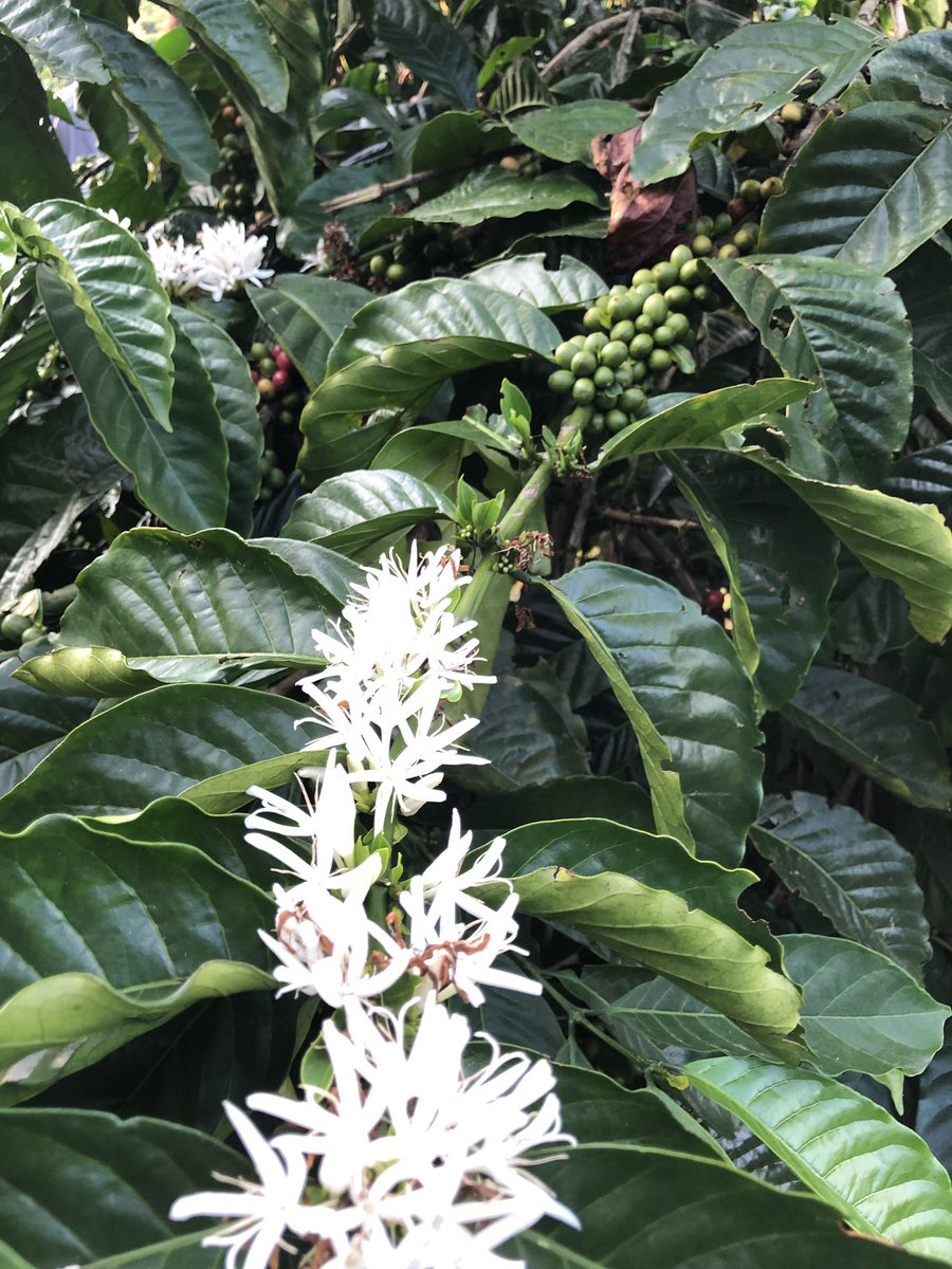 Especies distintas con la Agronomía adecuada pudiera ser una forma de diversificar nuestro portafolio colombiano de Cafés - siempre pensando en calidad - #catacionpublica #cafesdecalidad #reinventadoelnegocio