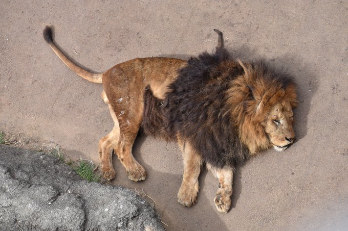 多摩動物公園のオスライオンがメスライオンたちに襲われる Togetter