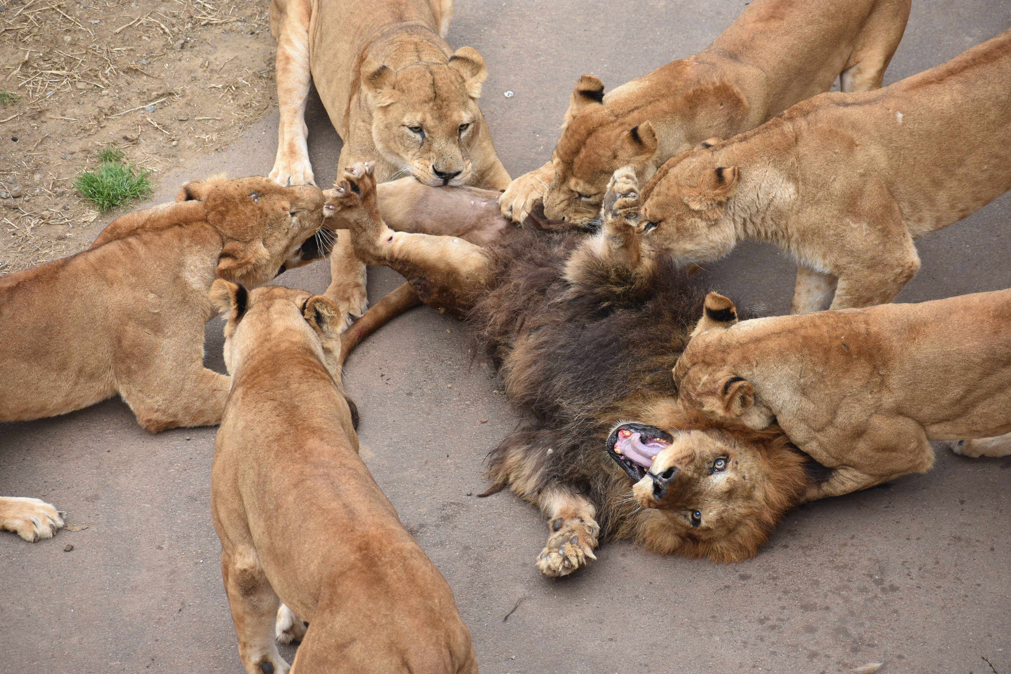宮丸トク 19年3月19日の多摩動物公園 ライオンたちがなんか大変なことに 多摩動物公園 ライオン T Co Alx6a5sd8c Twitter
