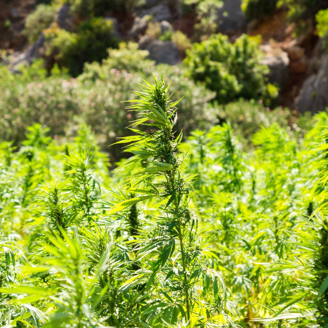 #ChooseCannabis: Marijuana can be used to treat #glaucoma, which increases the pressure in the eyeball, injuring the optic nerve and causing loss of vision.

#Cannabis #Marijuana #THC #CBD #Indica #Sativa #OnlineDispensary #Canada #MoM #Evolution #HigherLiving
