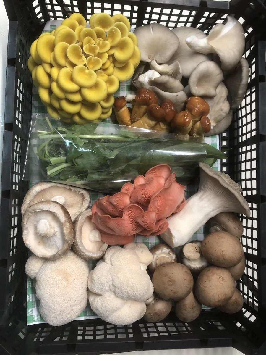 A box going out for filming for the Saturday Kitchen. All grown and foraged by us. Lots of interest in our mixes and it just gets busier and busier.#nameko #greyoyster #yellowoyster #shiitake #wildgarlic #chestnut #lionsmane #newforest