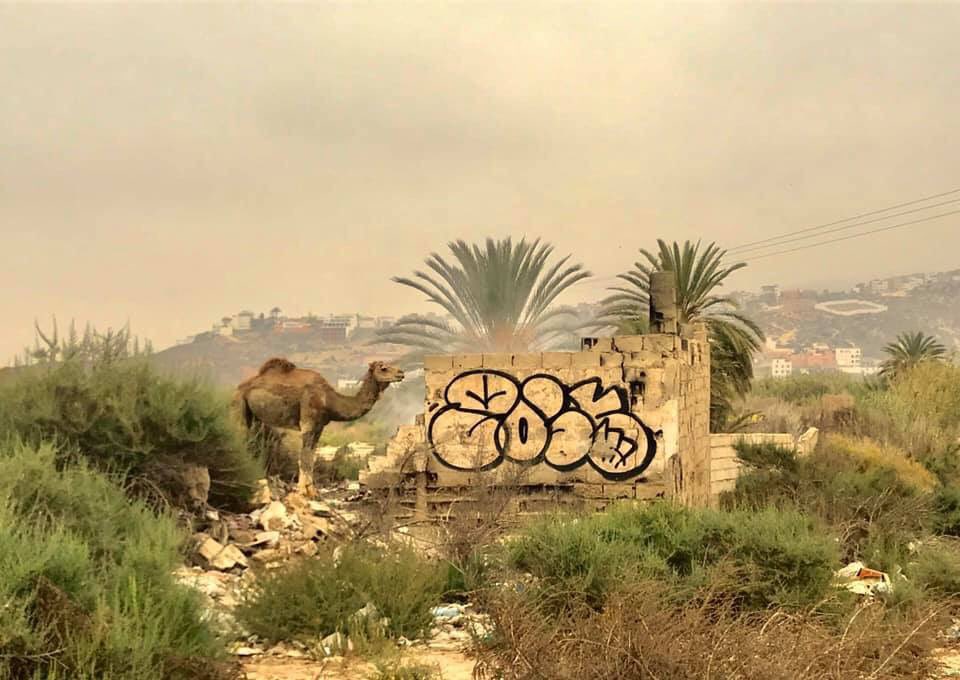 SecaOneArt's tweet photo. #love this #photo I took early the other morning whilst walking to the #beach #morocco #graffiti #travel #traveller #agadir #naturelovers #nature #camel #surf #surfing #desert #abandoned #derelict #urbex #urbexing https://t.co/BPM7KWaivU