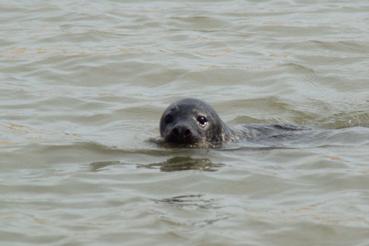 RoyStevely's tweet photo. Fine afternoon on the North East riviera, down @NewburghOnYthan earlier where the #seals weโre enjoying a dip #beach #newburgh #Aberdeenshire #brawday #awaytowashthecar @WindyWilson88 #inwindywetrust https://t.co/7iecPm4Vak