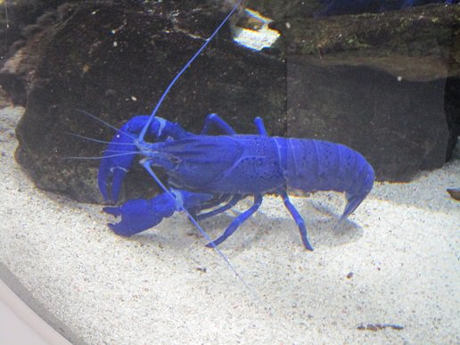 鳥羽水族館には 青い絵の具で塗ったみたいなザリガニがいて衝撃 二度見した 茹でるとどうなるの 公式さんが実際に茹でてみた 2ページ目 Togetter