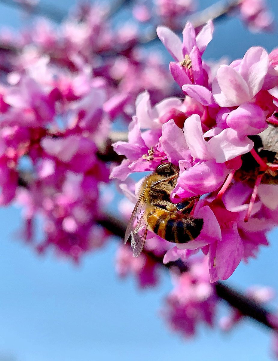 LarryTenney's tweet image. Got to #Dallas just in time ‘cause it appears spring is starting to bust out all over! #ILoveDallas

@visit_dallas @TravelTexas @whiterockdallas @DallasMuseumArt @dallasarboretum @KlydeWarrenPark