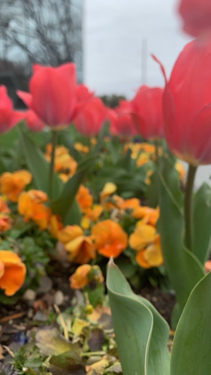 LarryTenney's tweet image. Got to #Dallas just in time ‘cause it appears spring is starting to bust out all over! #ILoveDallas

@visit_dallas @TravelTexas @whiterockdallas @DallasMuseumArt @dallasarboretum @KlydeWarrenPark