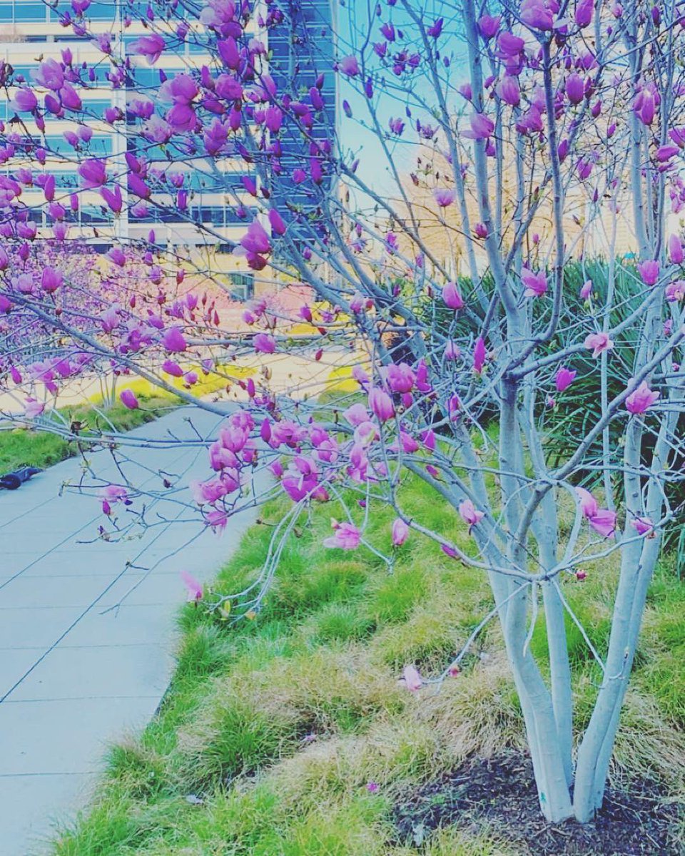 LarryTenney's tweet image. Got to #Dallas just in time ‘cause it appears spring is starting to bust out all over! #ILoveDallas

@visit_dallas @TravelTexas @whiterockdallas @DallasMuseumArt @dallasarboretum @KlydeWarrenPark