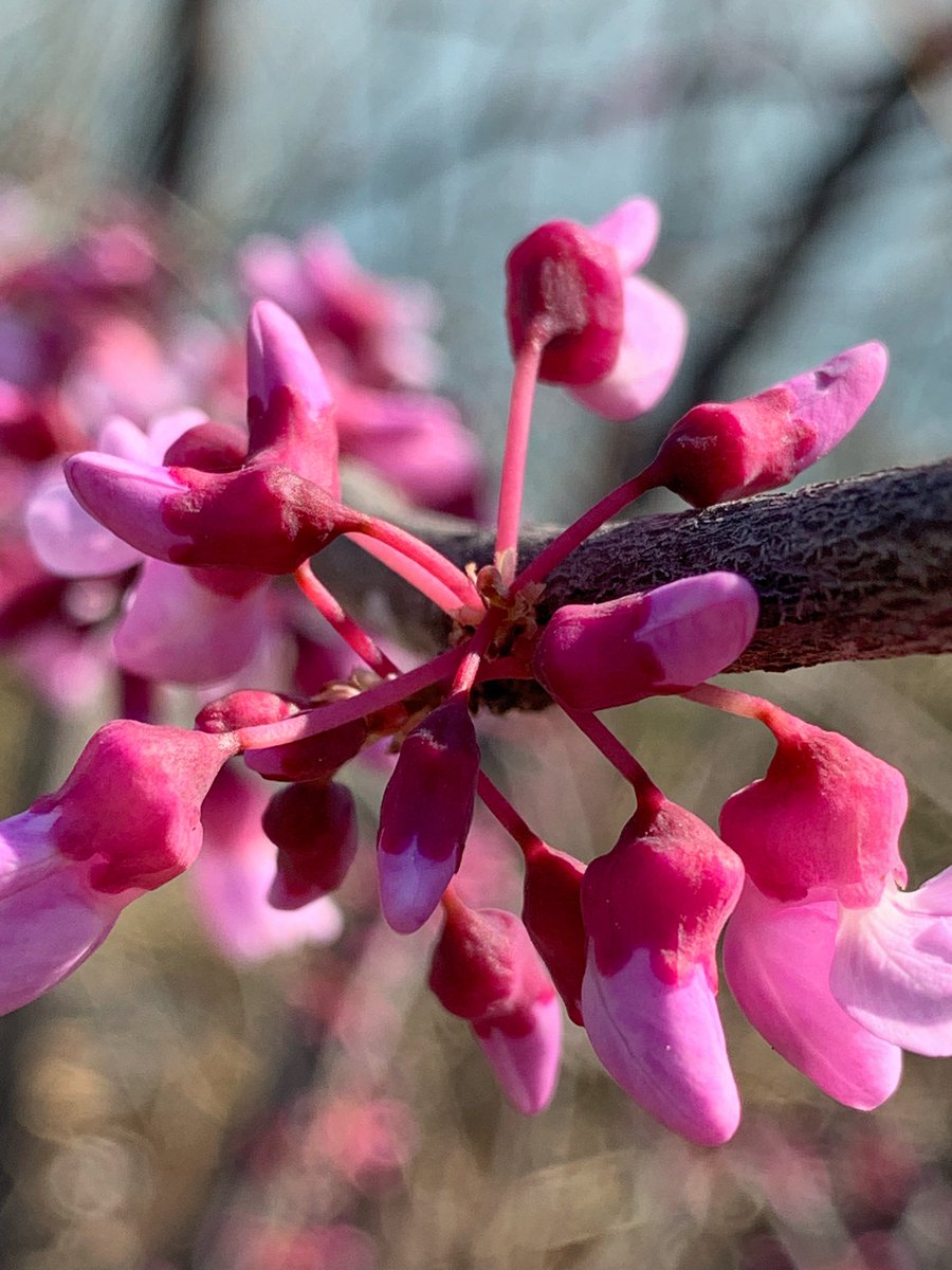 LarryTenney's tweet image. Got to #Dallas just in time ‘cause it appears spring is starting to bust out all over! #ILoveDallas

@visit_dallas @TravelTexas @whiterockdallas @DallasMuseumArt @dallasarboretum @KlydeWarrenPark