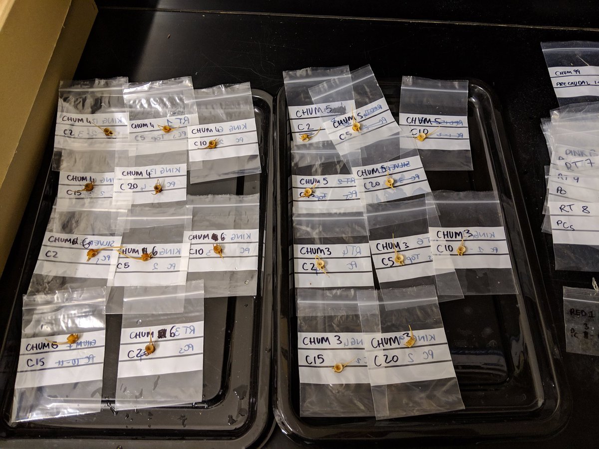 archaeoMarghe's tweet photo. Chum specimens all cleaned and sampled for both #geometricmorphometrics and #stableisotopes to be added to the Pacific salmonds study - exciting! #zooarchaeology #PhDlife https://t.co/BLexkkUNEV