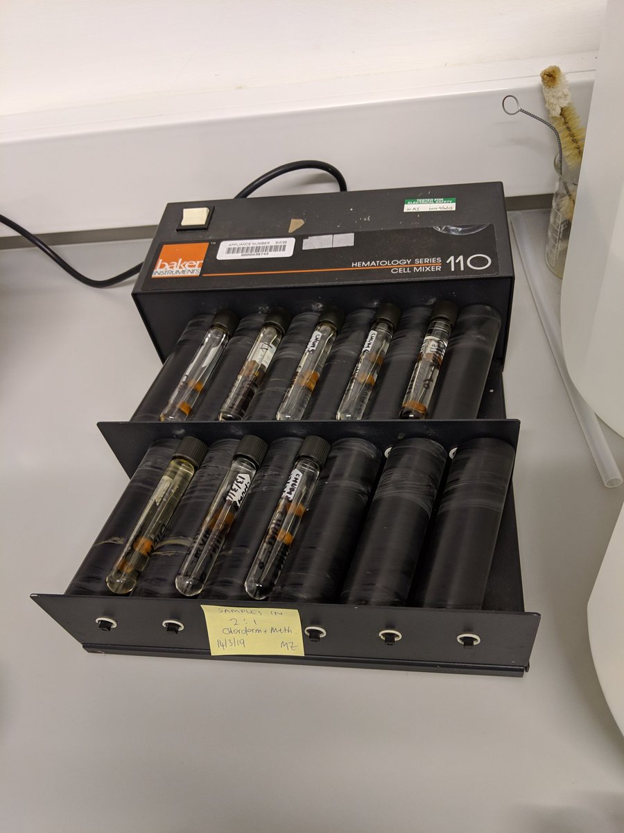 archaeoMarghe's tweet photo. Chum specimens all cleaned and sampled for both #geometricmorphometrics and #stableisotopes to be added to the Pacific salmonds study - exciting! #zooarchaeology #PhDlife https://t.co/BLexkkUNEV